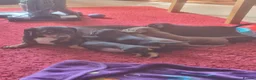 Mixed Breed cats for sale: Dachshund cross puppies - Advert 10