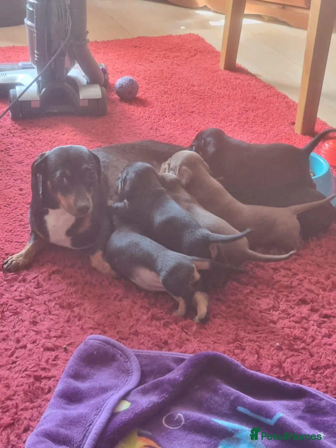 Mixed Breed cats for sale: Dachshund cross puppies - Advert 10