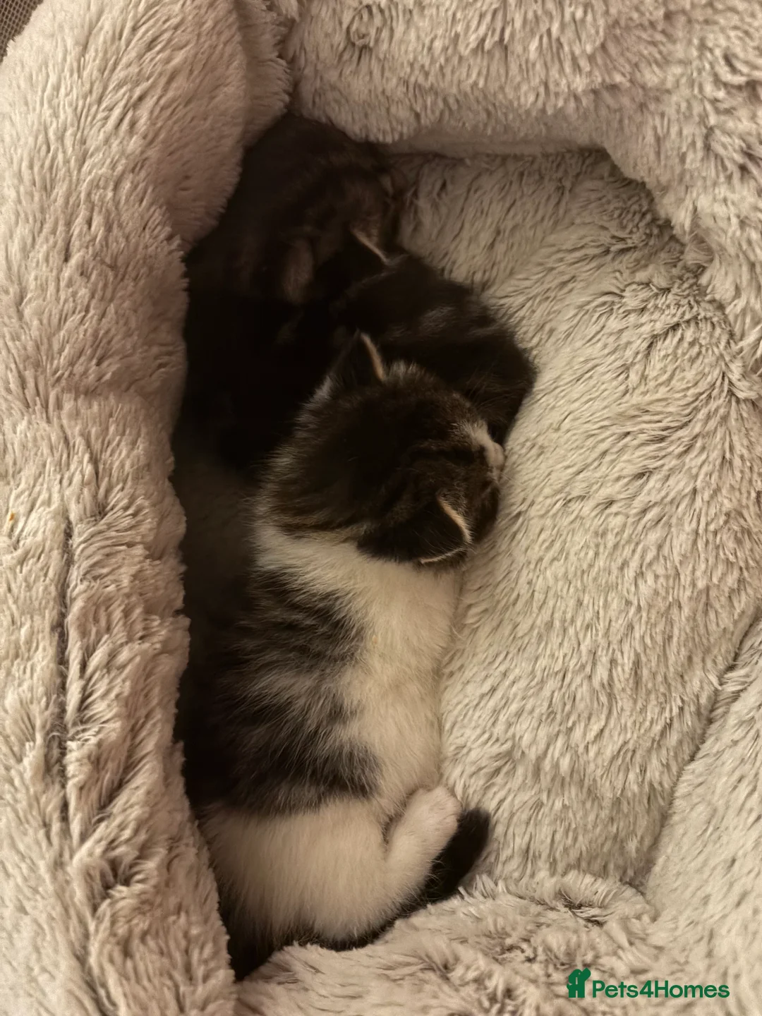 Mixed Breed cats for sale: Six beautiful kittens in Northampton - Advert 2