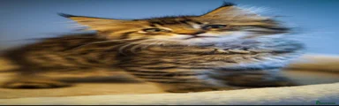 Maine Coon 1