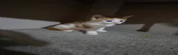 Mixed Breed cats for sale: • 4 Lovely Kittens – Looking For Loving Families - Advert 23
