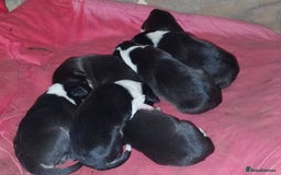 Border Collie dogs for sale: Four Female Border Collie Puppies  - Image 3
