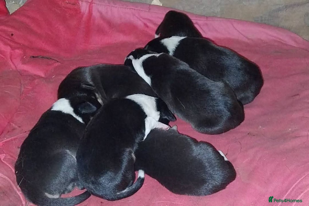 Border Collie dogs for sale: Four Female Border Collie Puppies  - Image 3