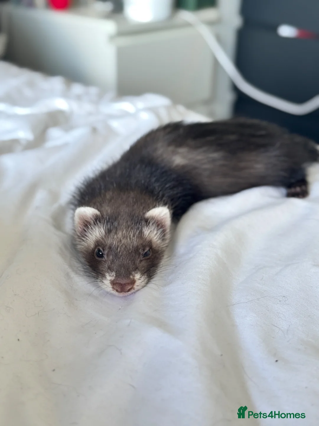 Ferret rodents for sale: Angora Ferrets in Ashford - Advert 2