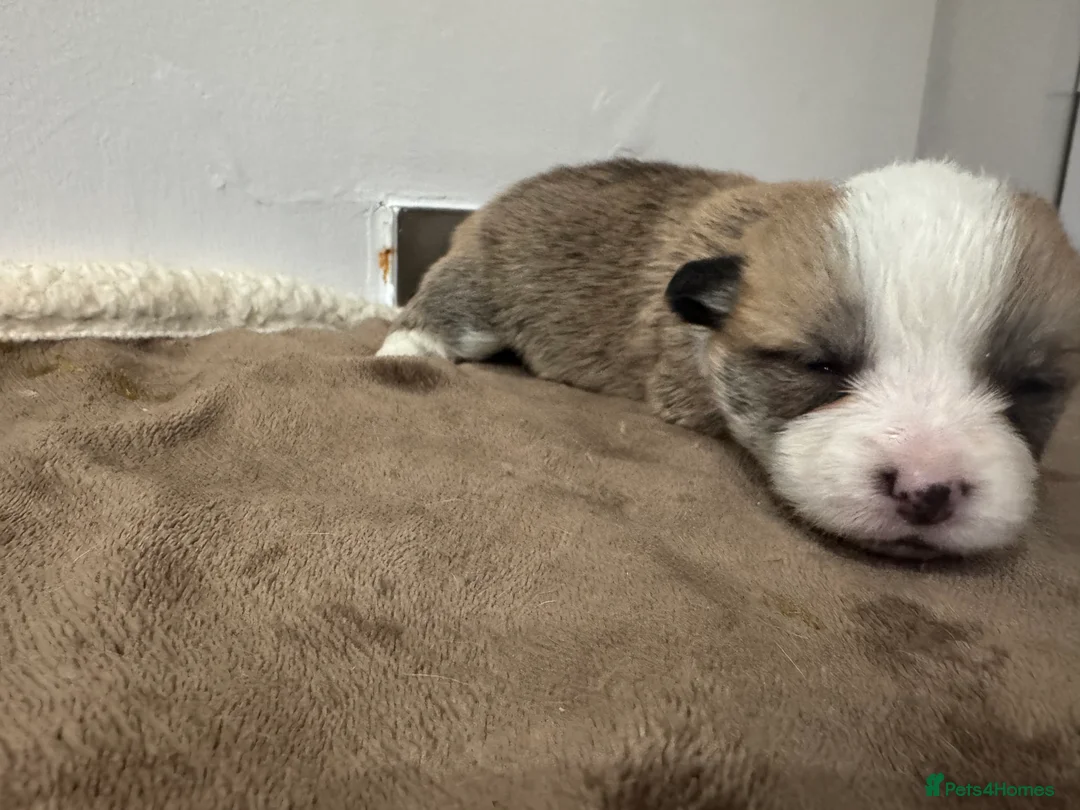 Welsh Corgi Pembroke dogs for sale: 2 girls/1 boy available! Kc Pembroke corgi puppies - Advert 20