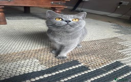 British Shorthair cats for sale: 5 year old British shorthair for sale - Image 5