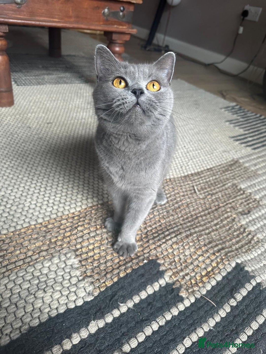 British Shorthair cats for sale: 5 year old British shorthair for sale - Image 5