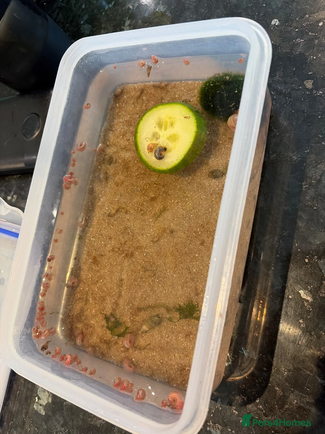 Snails fish for sale: Tropical snails in Halstead - Advert 2
