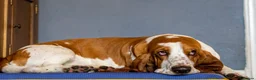 Basset Hound dogs for stud: Kc reg red and white proven Basset for stud in Cullompton - Advert 4