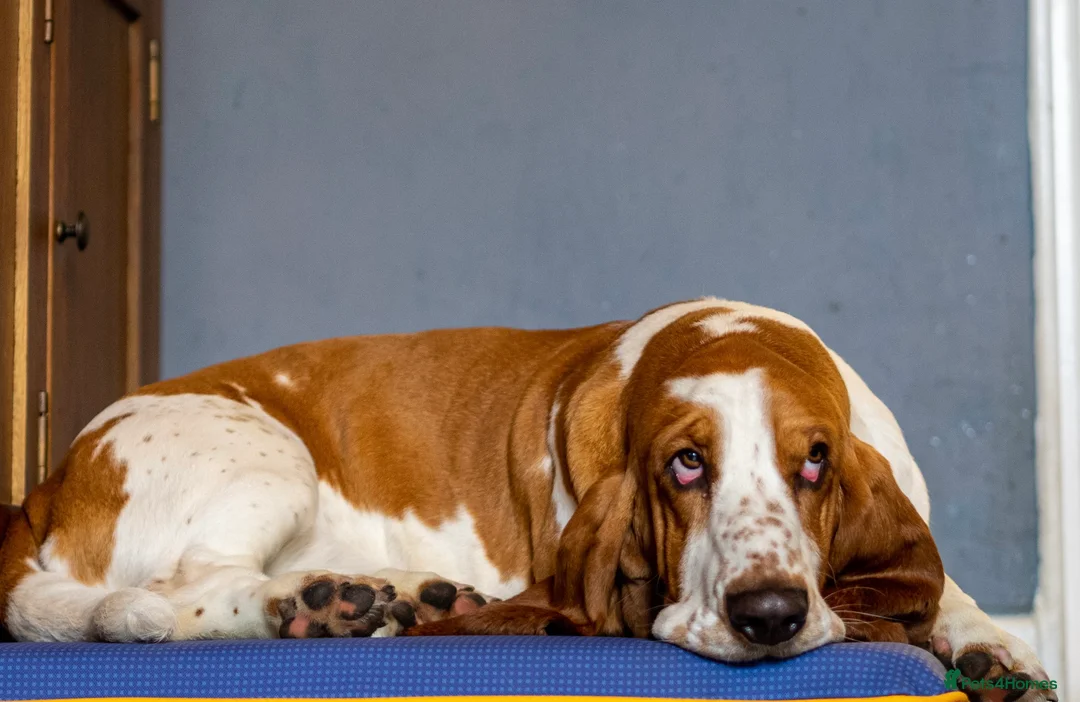 Basset Hound dogs for stud: Kc reg red and white proven Basset for stud in Cullompton - Advert 4