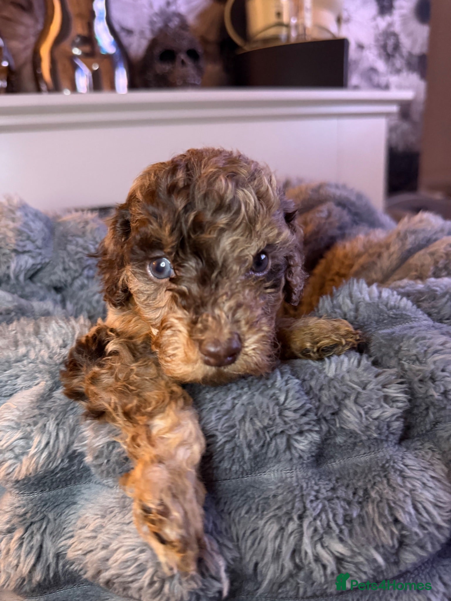 Cockapoo dogs Outstanding F3 cockapoo puppies  - Advert 14