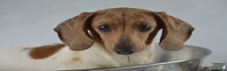 Miniature Dachshund dogs for sale: Mini smooth dachshund puppies  - Advert 12