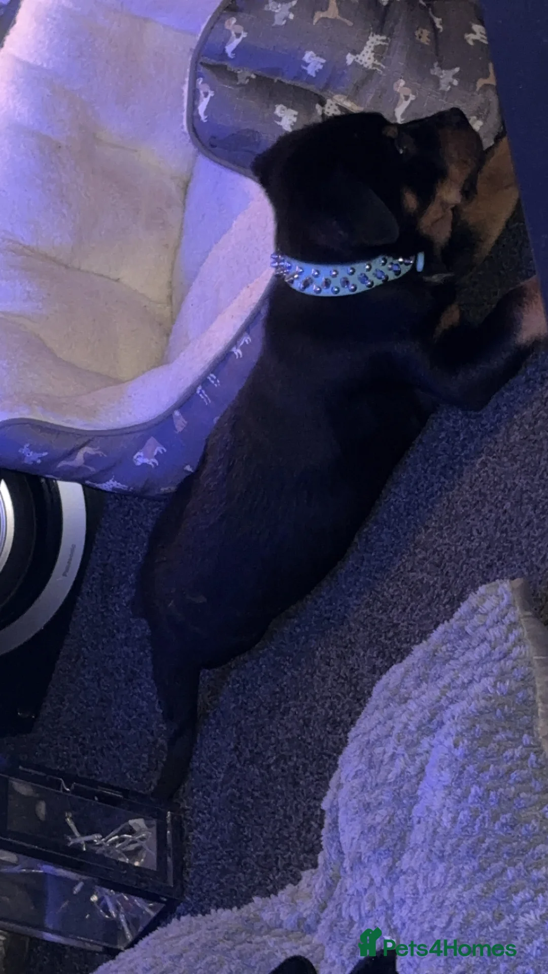 Rottweiler dogs for sale: Rottweiler puppy black and tanned  - Advert 1