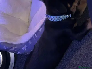 Rottweiler dogs Rottweiler puppy black and tanned - Advert 1