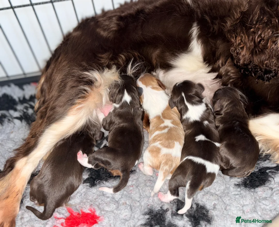 Cavalier King Charles Spaniel dogs for sale: 3 gorgeous kc health tested chocolate boys  - Advert 10