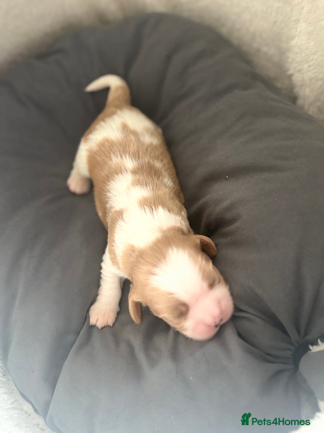 Cavalier King Charles Spaniel dogs for sale: Pugalier Pups ready for their new home!  - Image 22