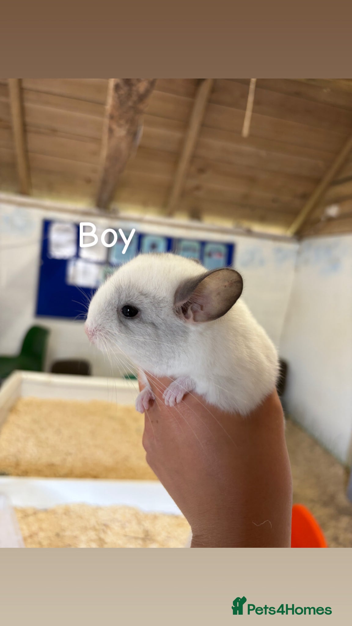 Chinchilla rodents for sale: 3 Gorgeous Tame Baby Chinchillas in Sandy - Advert 5