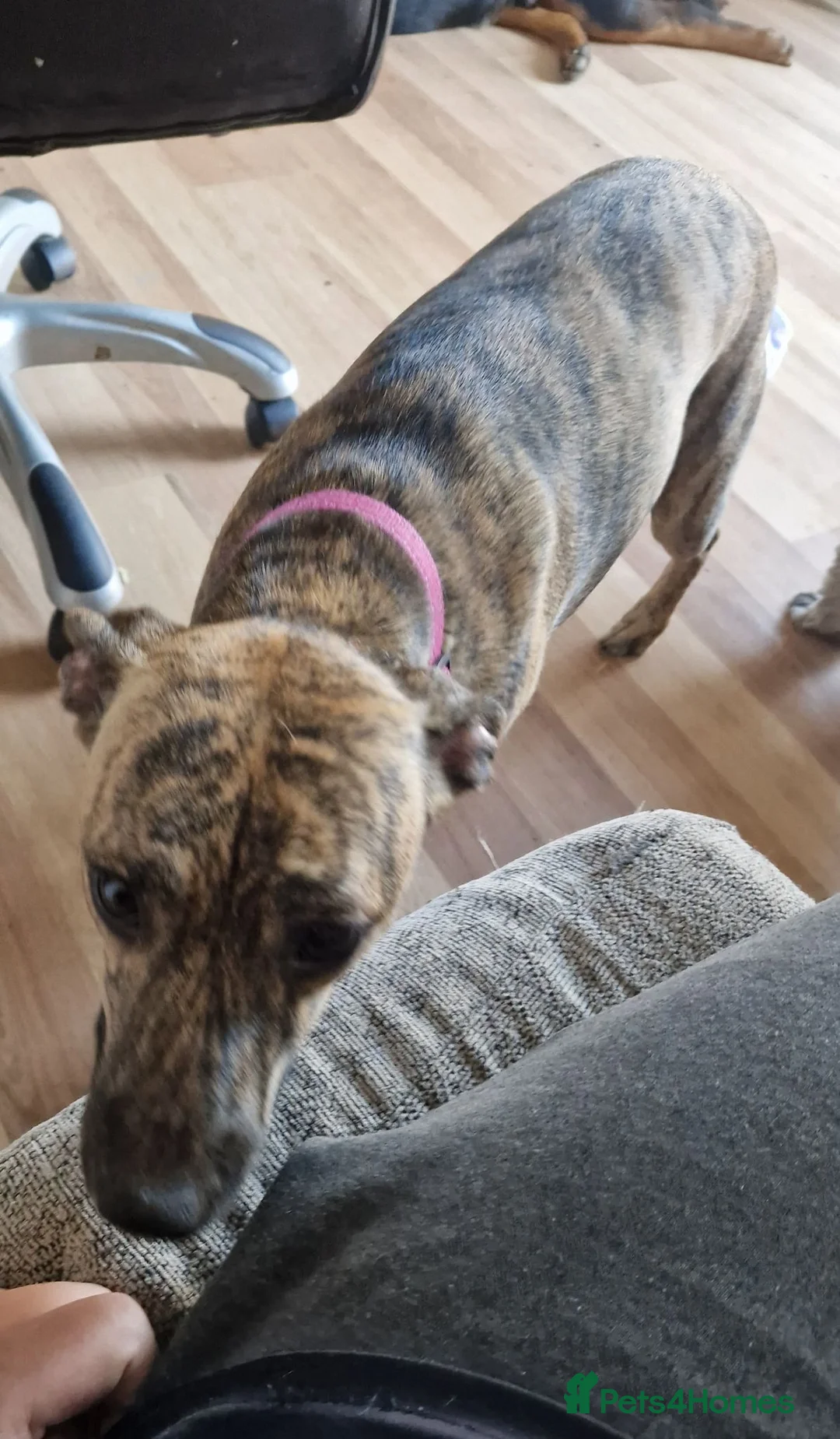 Mixed Breed dogs for sale: Staffy cross whippet  - Advert 3