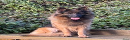 German Shepherd dogs for sale: The Tremendous Tacho - Advert 1