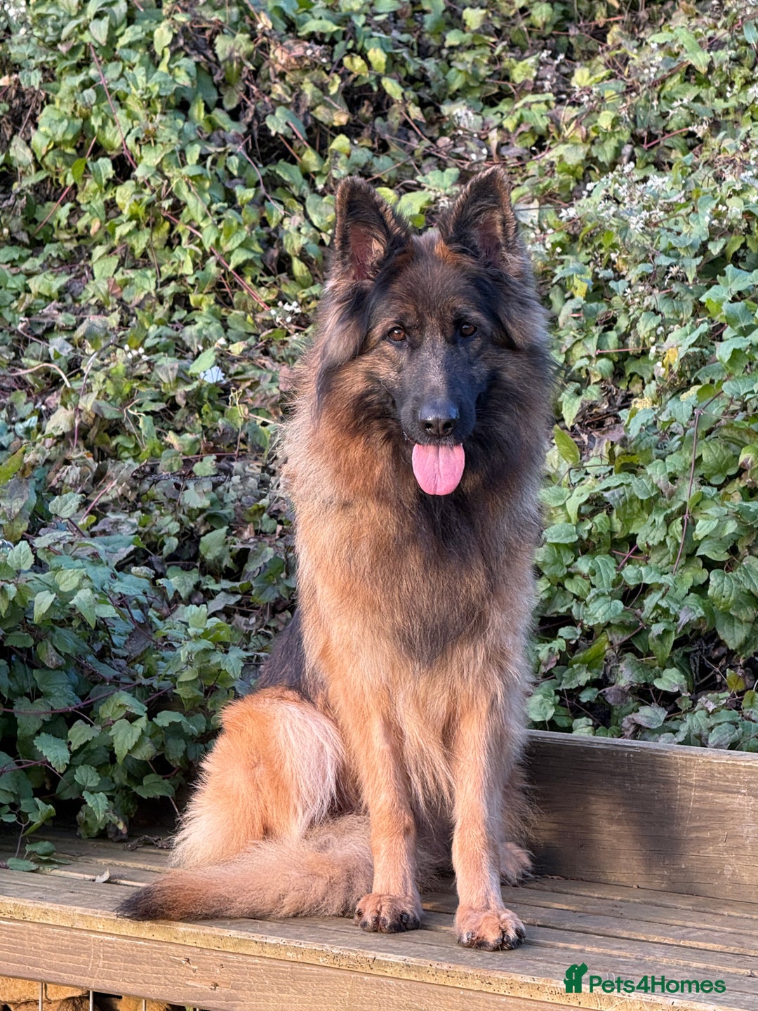 German Shepherd dogs for sale: The Tremendous Tacho - Advert 1