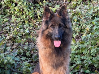 German Shepherd dogs The Tremendous Tacho - Advert 17