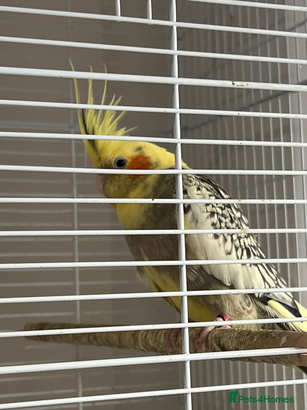 Cockatiels birds for sale: Cockatiels for sale - Advert 2