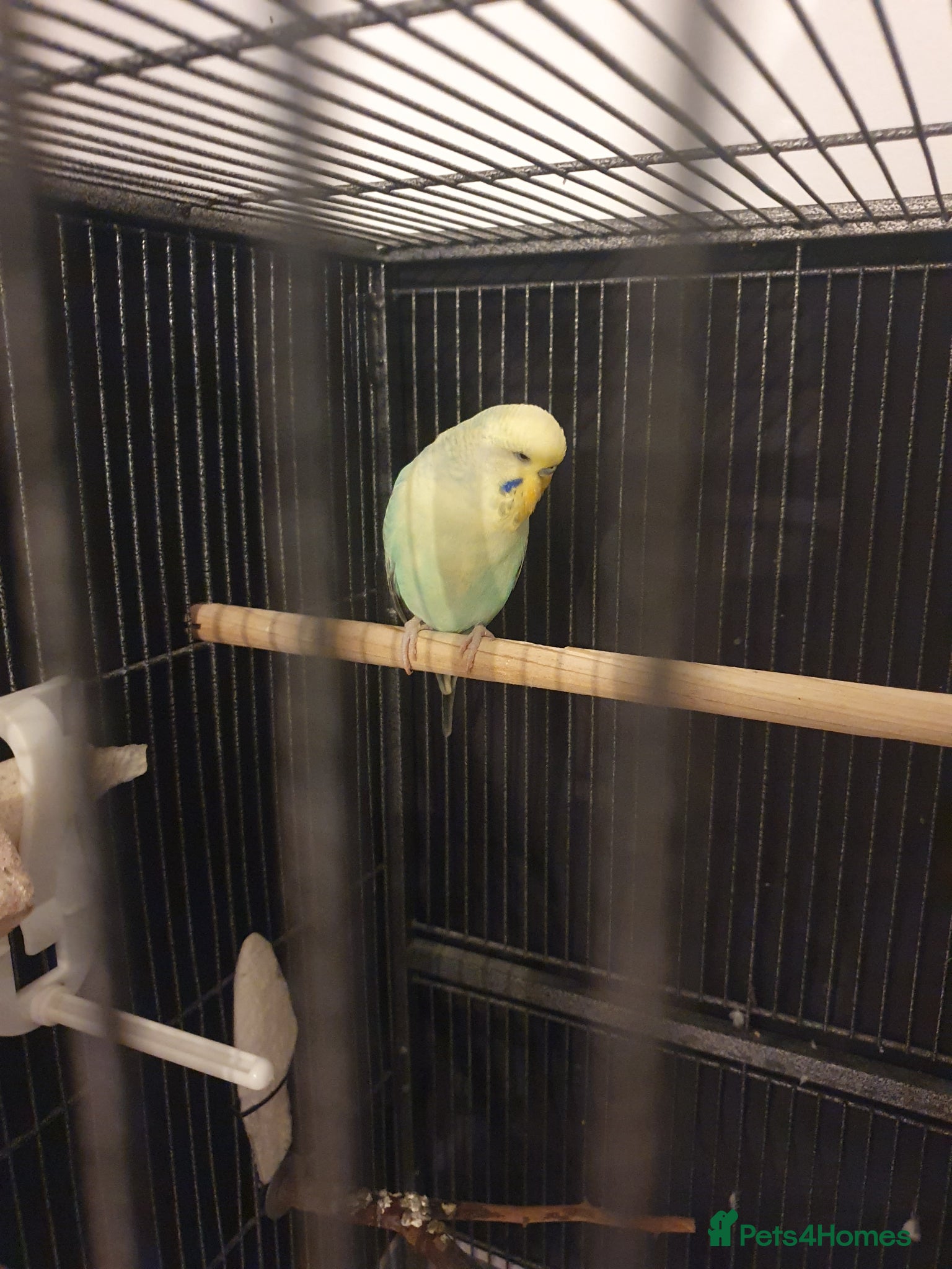 Budgerigars birds Stunning Rainbow Budgie –(14 Months Old) - Advert 2