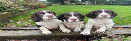 English Springer Spaniel dogs for sale: English Springer spaniel puppies  - Advert 3