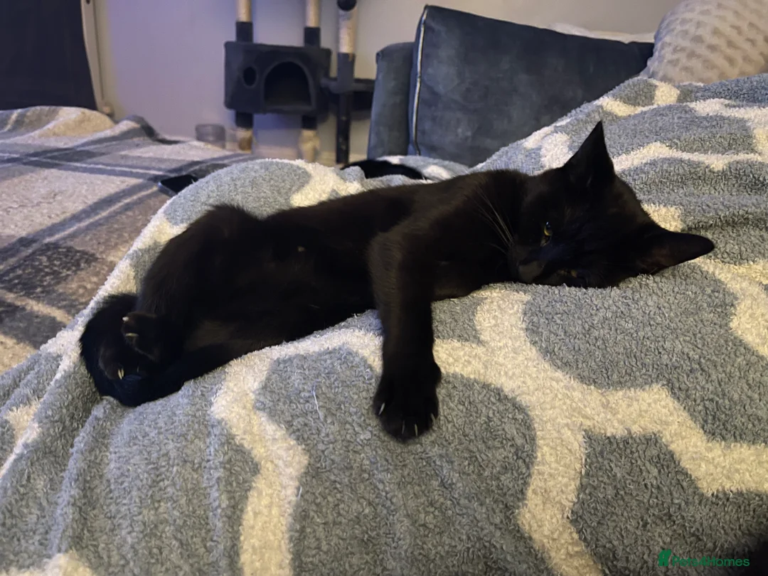 Mixed Breed cats for sale: Beautiful tabby boy - Advert 8