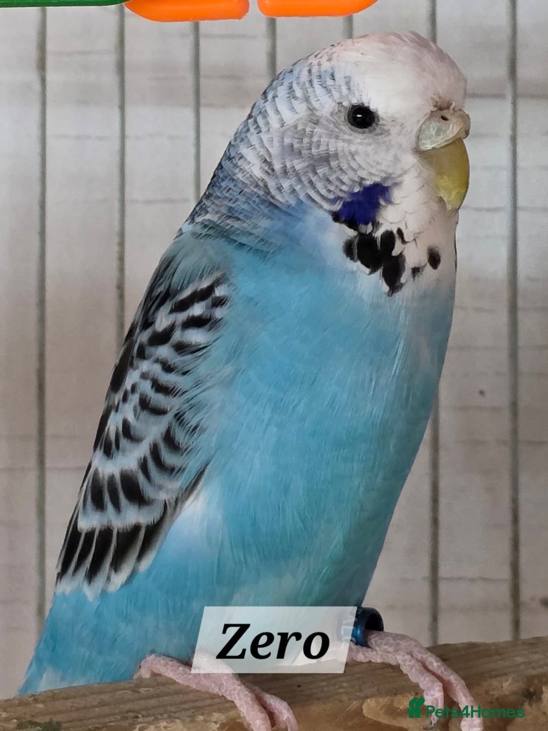 Budgerigars birds for sale: For rehome to pet home only 5 FRENCH MOULT budgies - Image 4