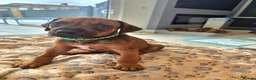 Rhodesian Ridgeback dogs for sale: KC Registered Rhodisian Ridgebacks  - Advert 1