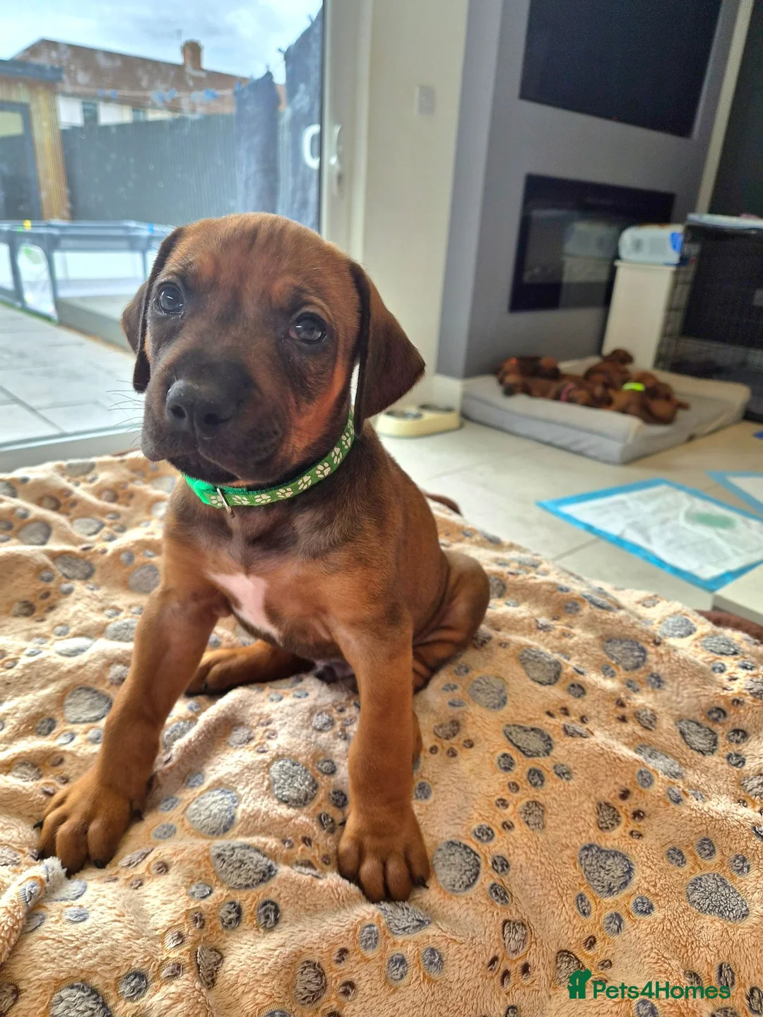 Rhodesian Ridgeback dogs for sale: KC Registered Rhodisian Ridgebacks  - Advert 1