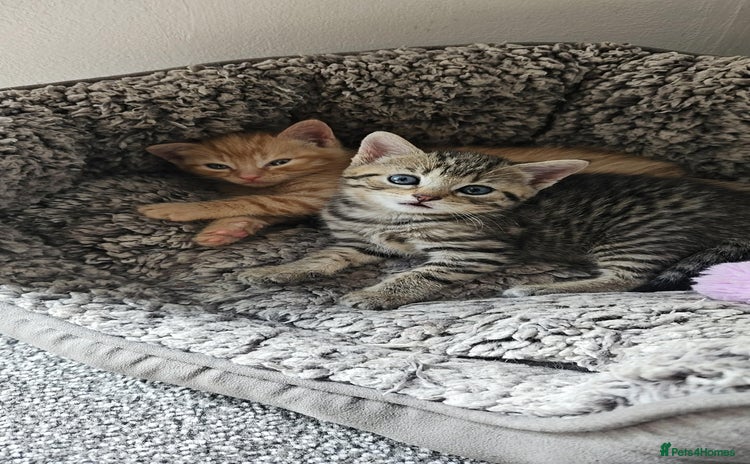 Bengal cats - Advert 1