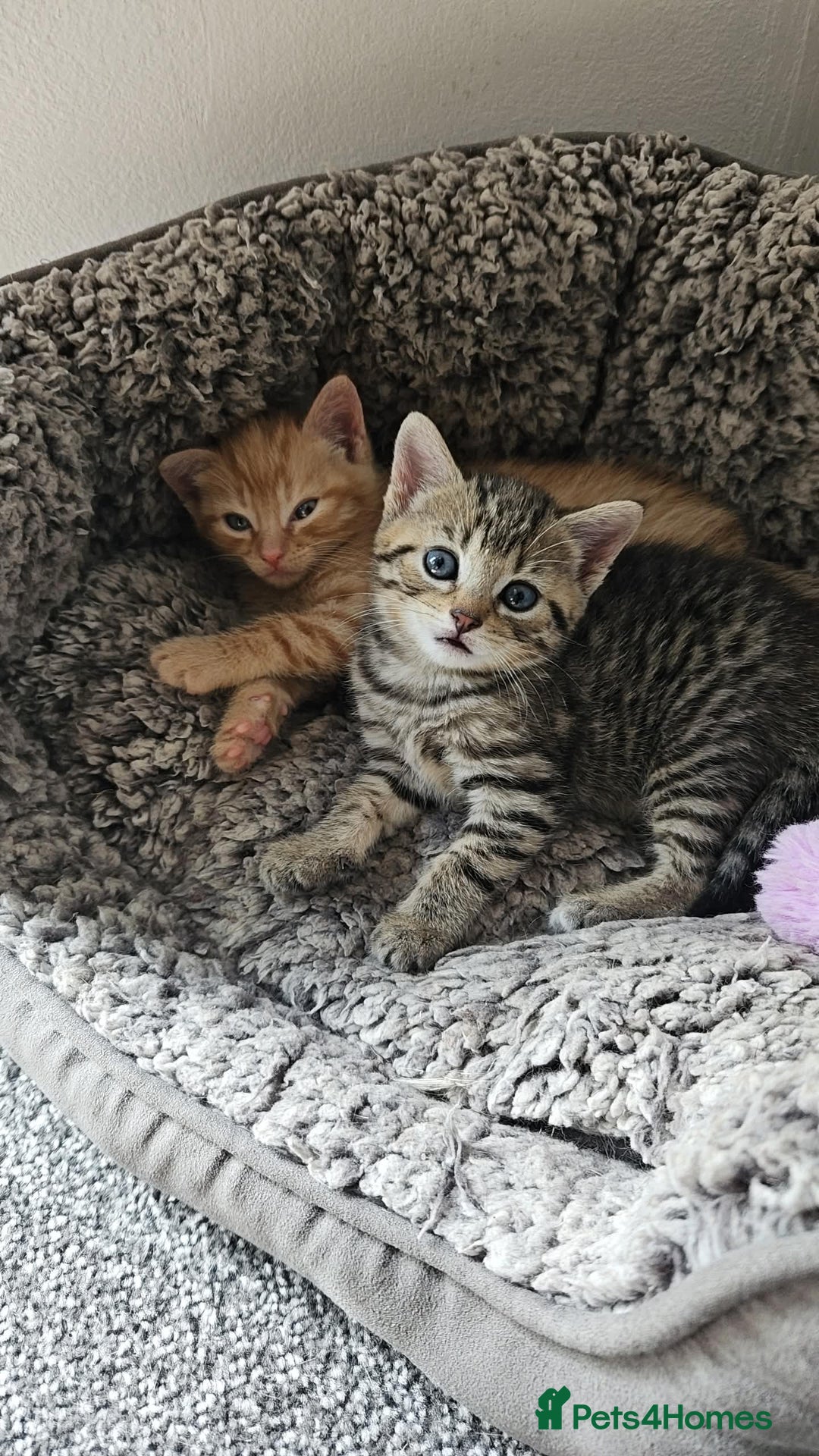 Bengal cats for sale: Beautiful Kittens for Sale - Image 1