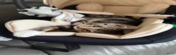 Mixed Breed cats for sale: Tabby cat in Newcastle upon Tyne - Advert 2