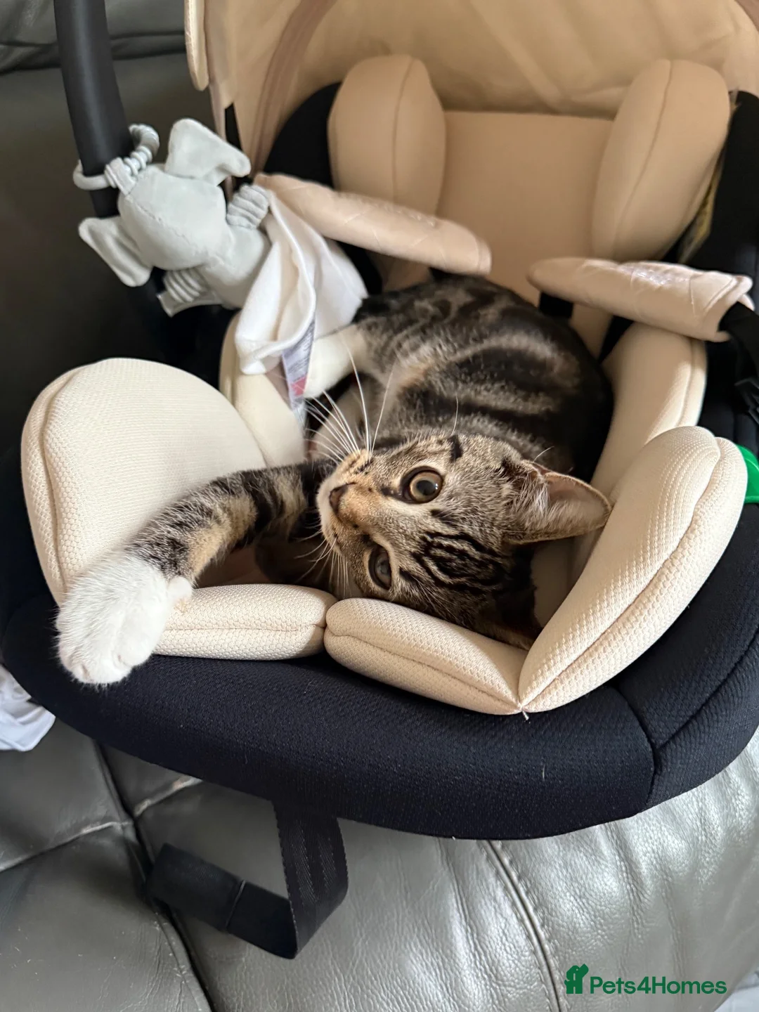 Mixed Breed cats for sale: Tabby cat in Newcastle upon Tyne - Advert 2