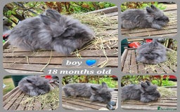 Mini Lion Lop rabbits for sale: Few mixed age boys, different types  - Image 4