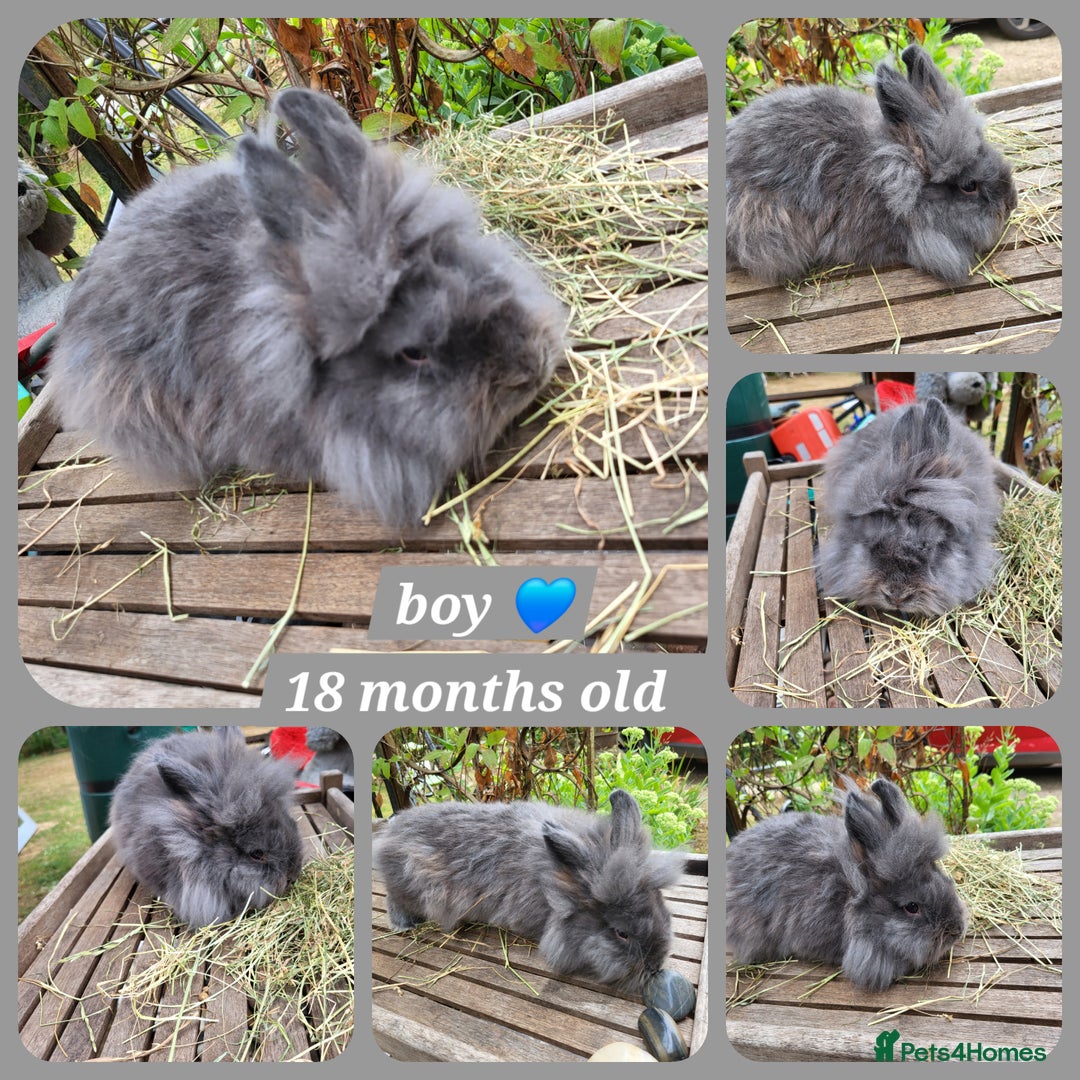 Mini Lion Lop rabbits for sale: Few mixed age boys, different types  - Image 4