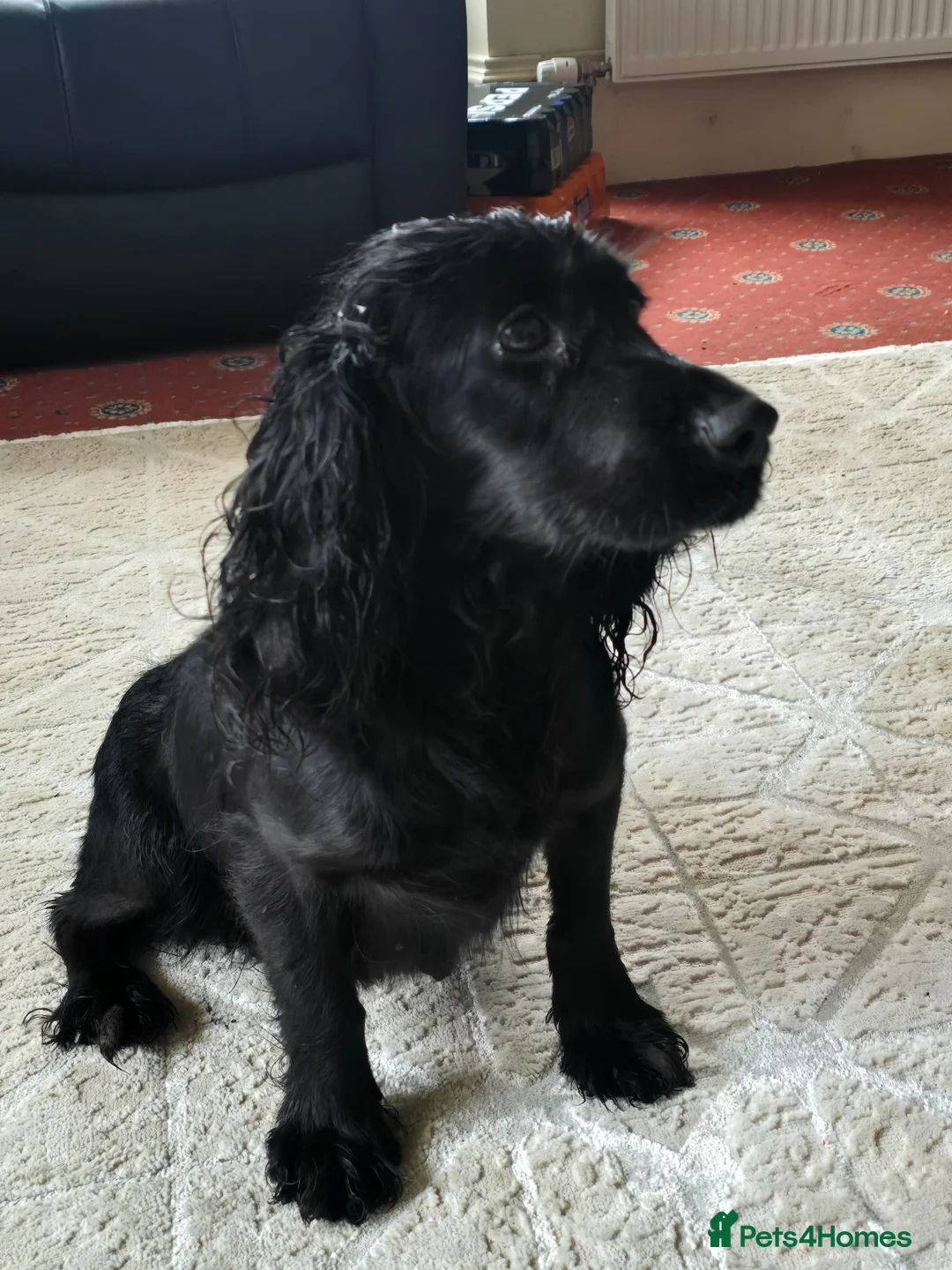 Cocker Spaniel dogs for sale: Working type cockers  in Cumnock - Advert 23