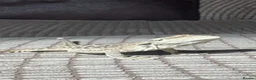 Bearded Dragon reptiles for sale: Stumpy  in Crawley - Advert 3