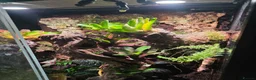 Mixed Breed reptiles for sale: established bioactive vivarium for sale. - Advert 3