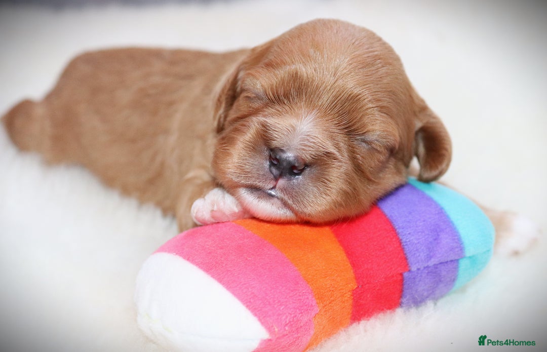 Cavalier King Charles Spaniel dogs for sale: 🌟Rare F1b Reverse Cavapoo(3/4 Cavalier1/4 Poodle) - Image 24
