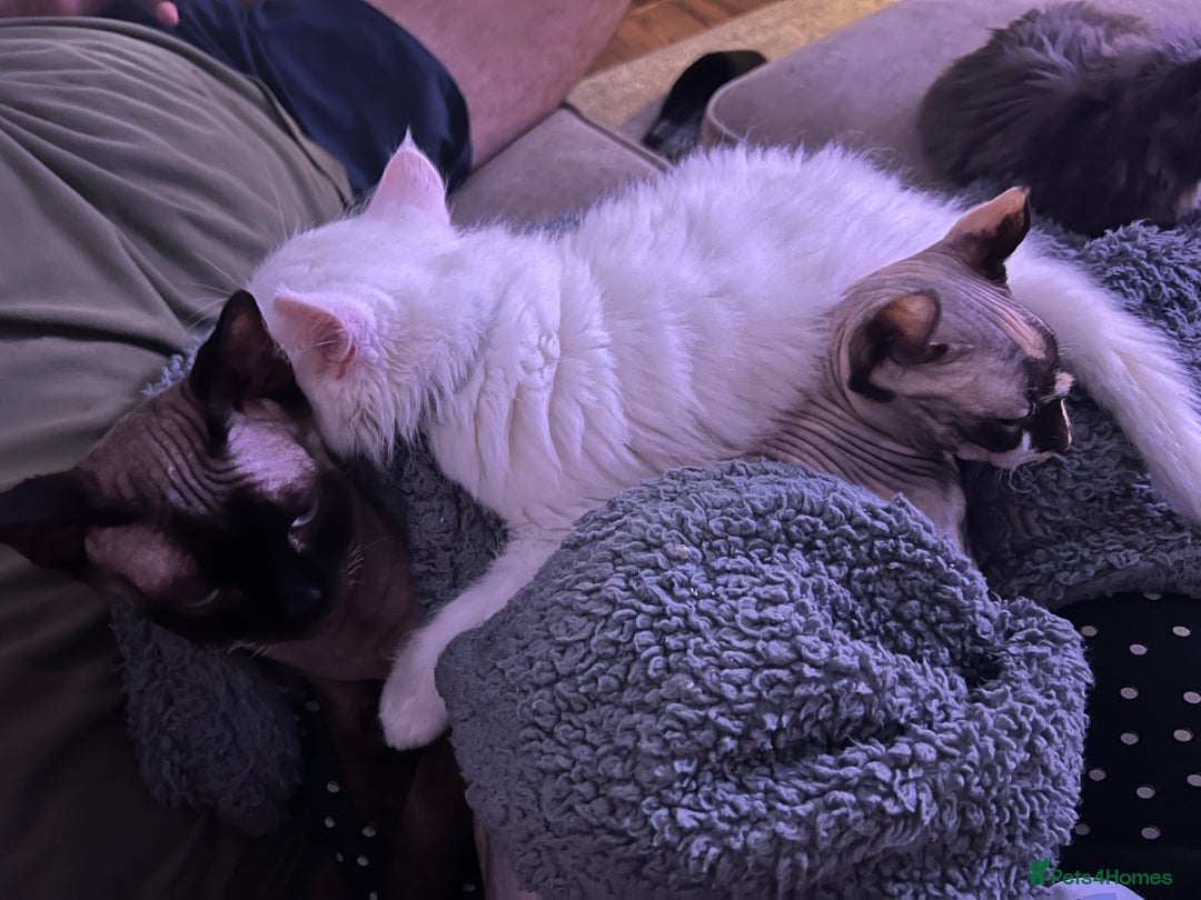 Maine Coon cats for sale: 2 odd eye male Mainecoon and 1 female smoke kitten - Advert 9