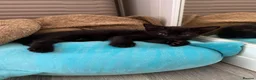 Mixed Breed cats for sale: Fluffy black kittens  - Advert 3