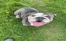 English Bulldog dogs for sale: Beautiful 5 year old English bulldog  - Image 5
