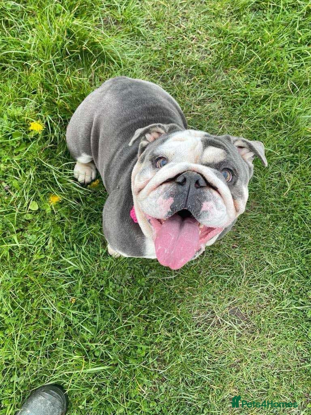English Bulldog dogs for sale: Beautiful 5 year old English bulldog  - Image 5