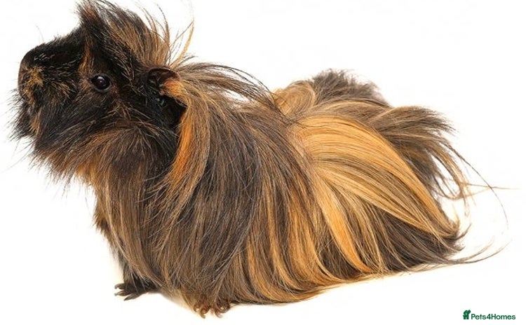 Guinea Pig rodents - Advert 1
