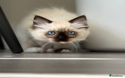 Ragdoll cats for sale: Beautiful Ragdol babies ready to leave  - Image 22