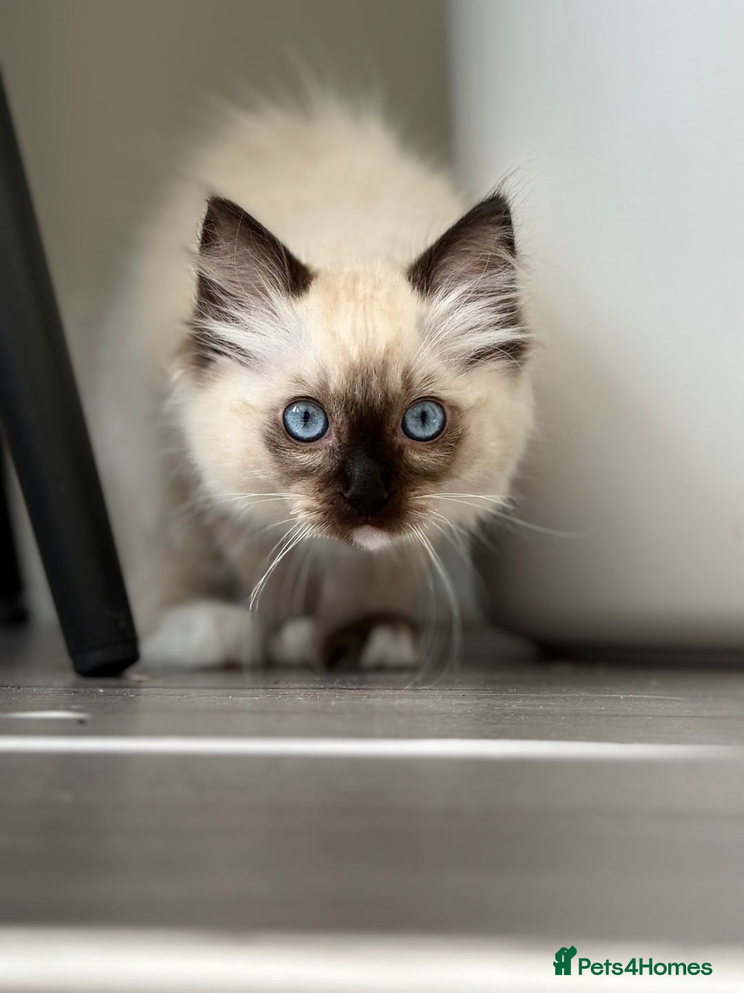Ragdoll cats for sale: Beautiful Ragdol babies ready to leave  - Image 22