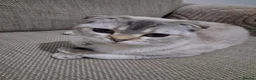 Scottish Fold cats for sale: Two beautiful Scottish Fold kittens - Advert 7